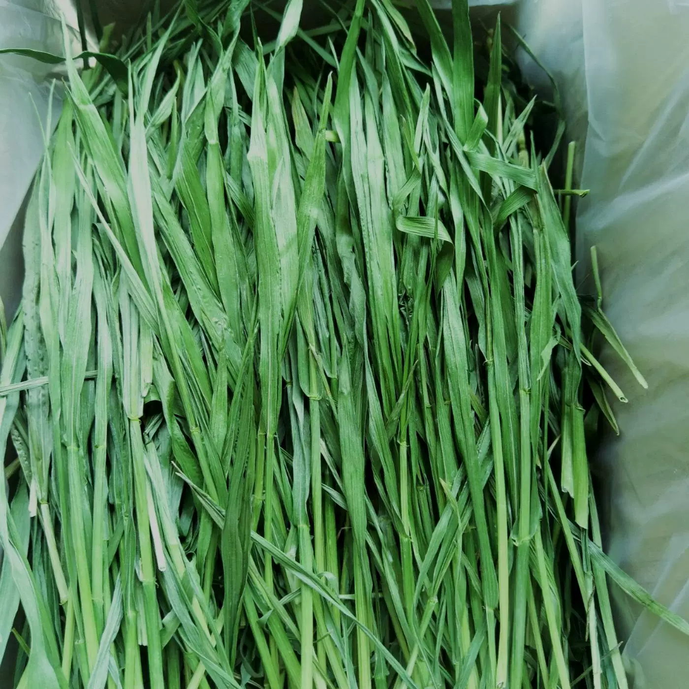 Dried Wheatgrass 4