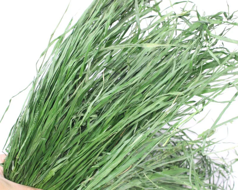 Dried Wheatgrass 3